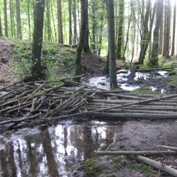 Beverdam