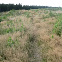 Pad doorheen lang gras