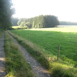 Bosrand ten zuiden van Masbourg